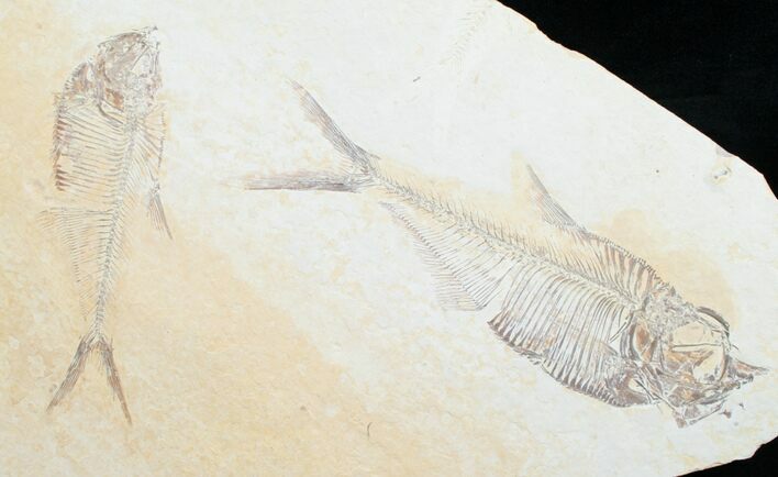 Double Diplomystus Fossil Fish Plate #5478